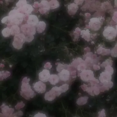 Profile image of 밥풀