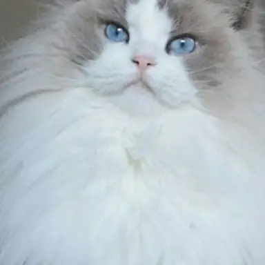 Profile image of 야웅이