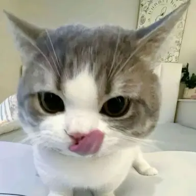 Profile image of 여우