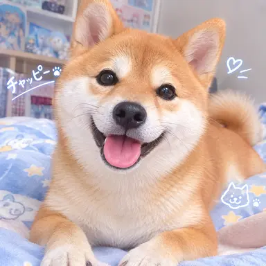 Profile image of チャッピー
