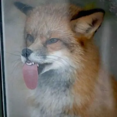 Profile image of 쿠모 야키모치