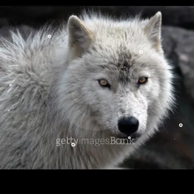 Profile image of 늑대
