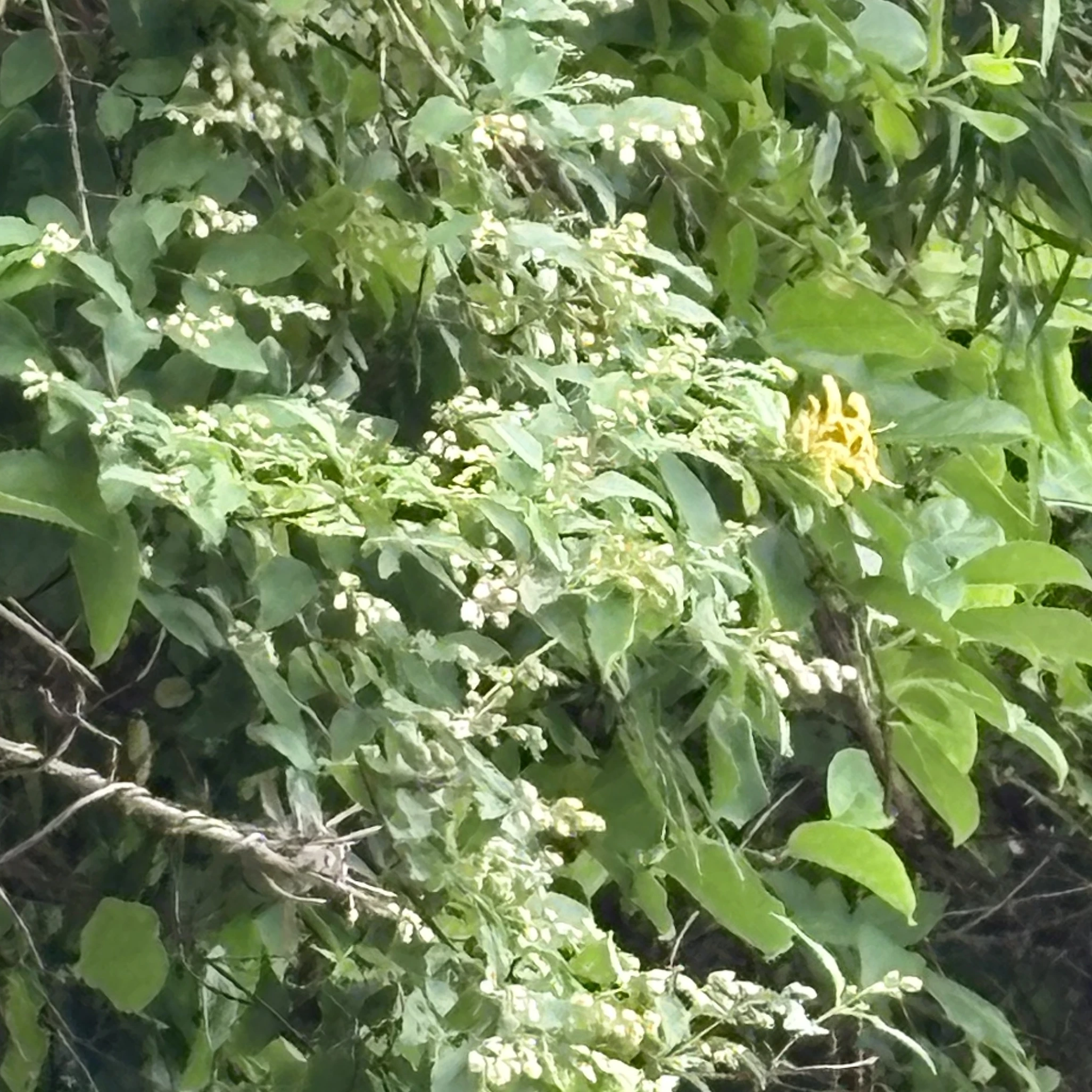 宮川大聖
