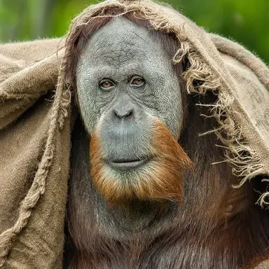 Profile image of Master Orangutan