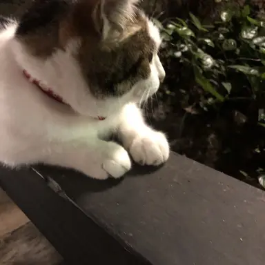 Profile image of ゆうし