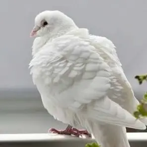 Applepawcookie의 Sage - dove