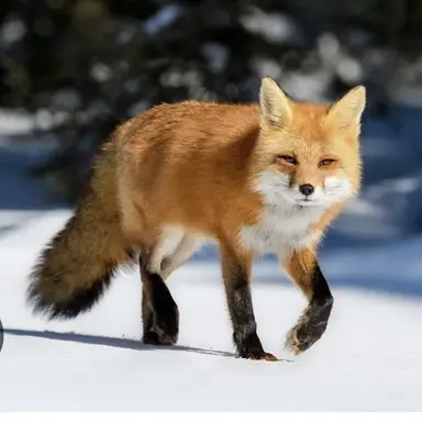 Profile image of 여우