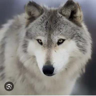 Profile image of 늑대