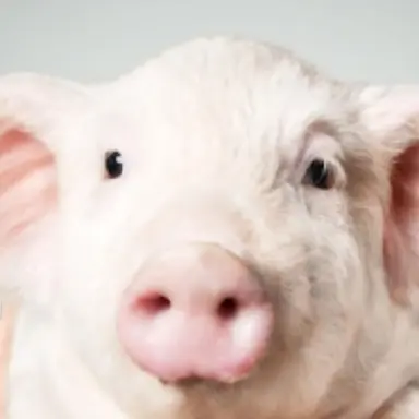 Profile image of 여우