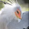 Profile image of ヘビクイワシ オス