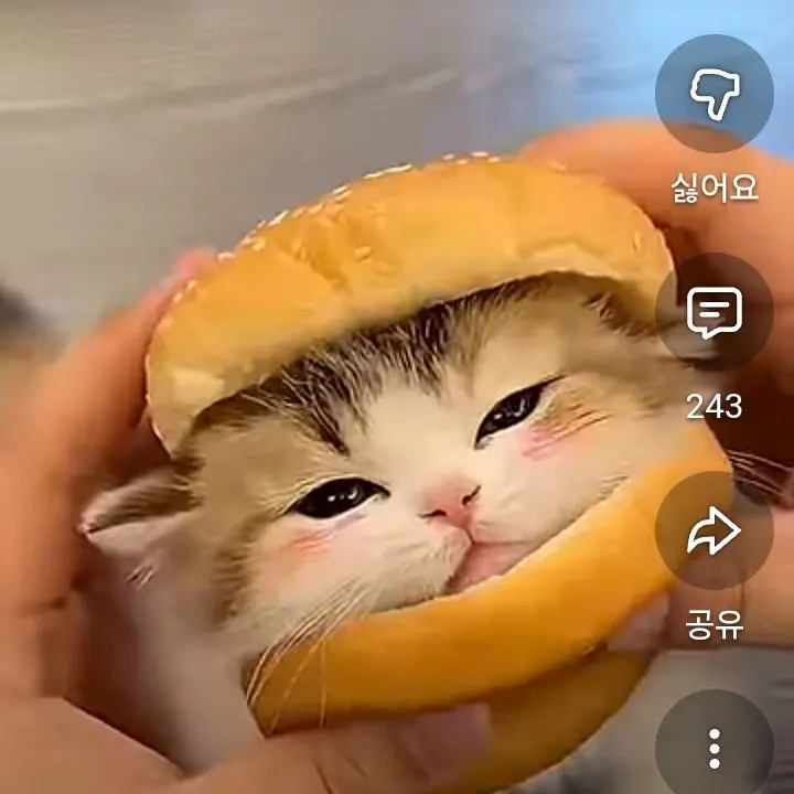 BentPress1023의 팀나빠 벨키의 다이어트