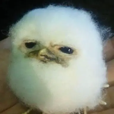 Profile image of 쇼우지 리오