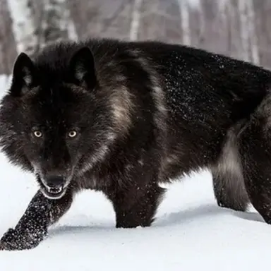 Profile image of Rator