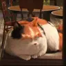 Profile image of 모치