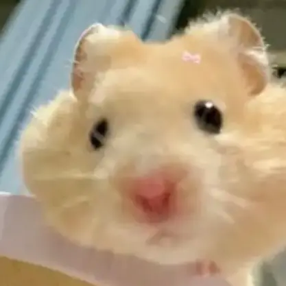 OoO_3의 햄스터