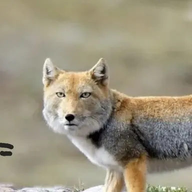 Profile image of 키츠네 마가