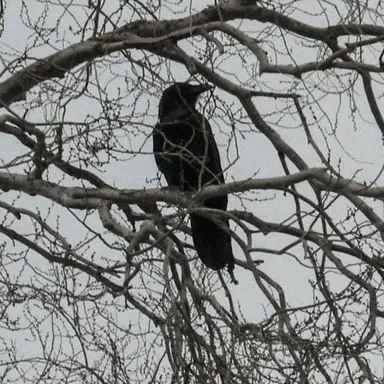 Profile image of ゴヌ