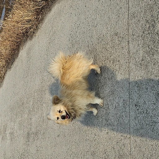 강아지