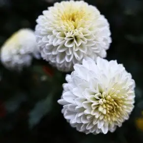Profile image of 정지만