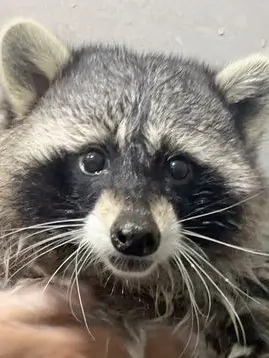 pinkcake의 아오, 좀 이 망둥이같은 지지배야!