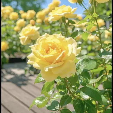 Profile image of 쪼만