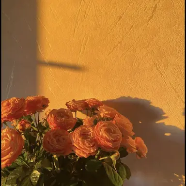 Profile image of 코마