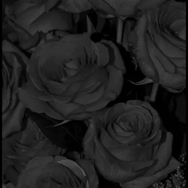 Profile image of 시미베