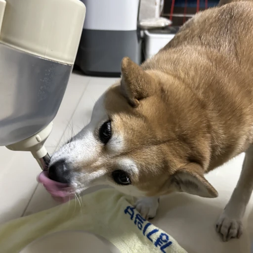 쪼꼬