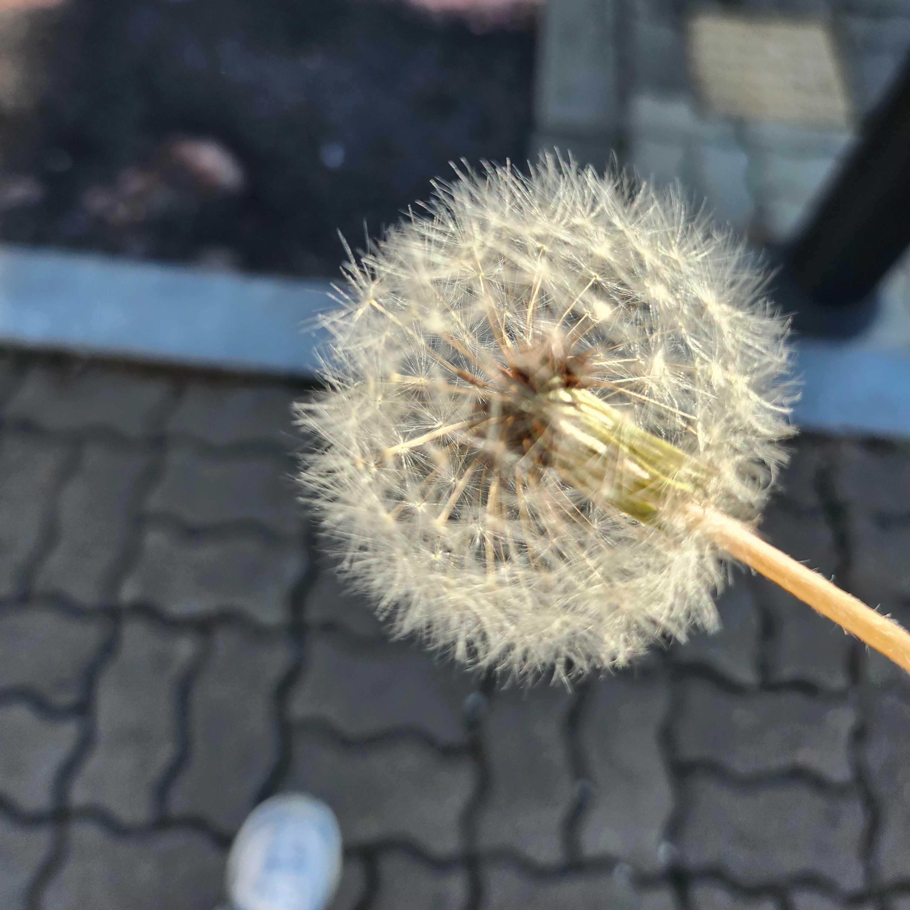민들레 홀씨