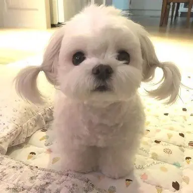 Profile image of 신정환