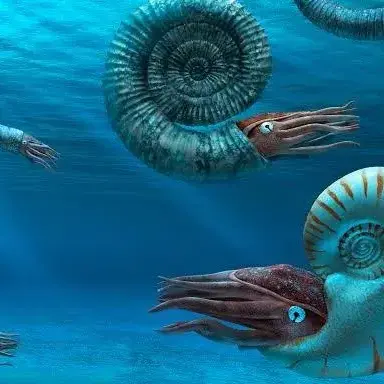 Profile image of 암모나이트