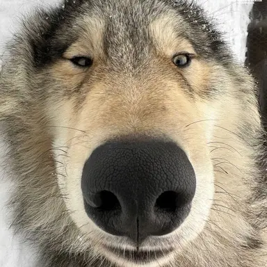 Profile image of 늑대