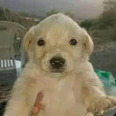 Profile image of Paco