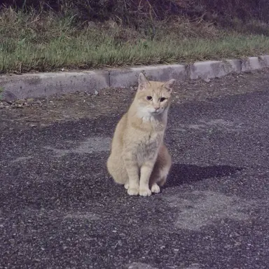 Profile image of 백하윤