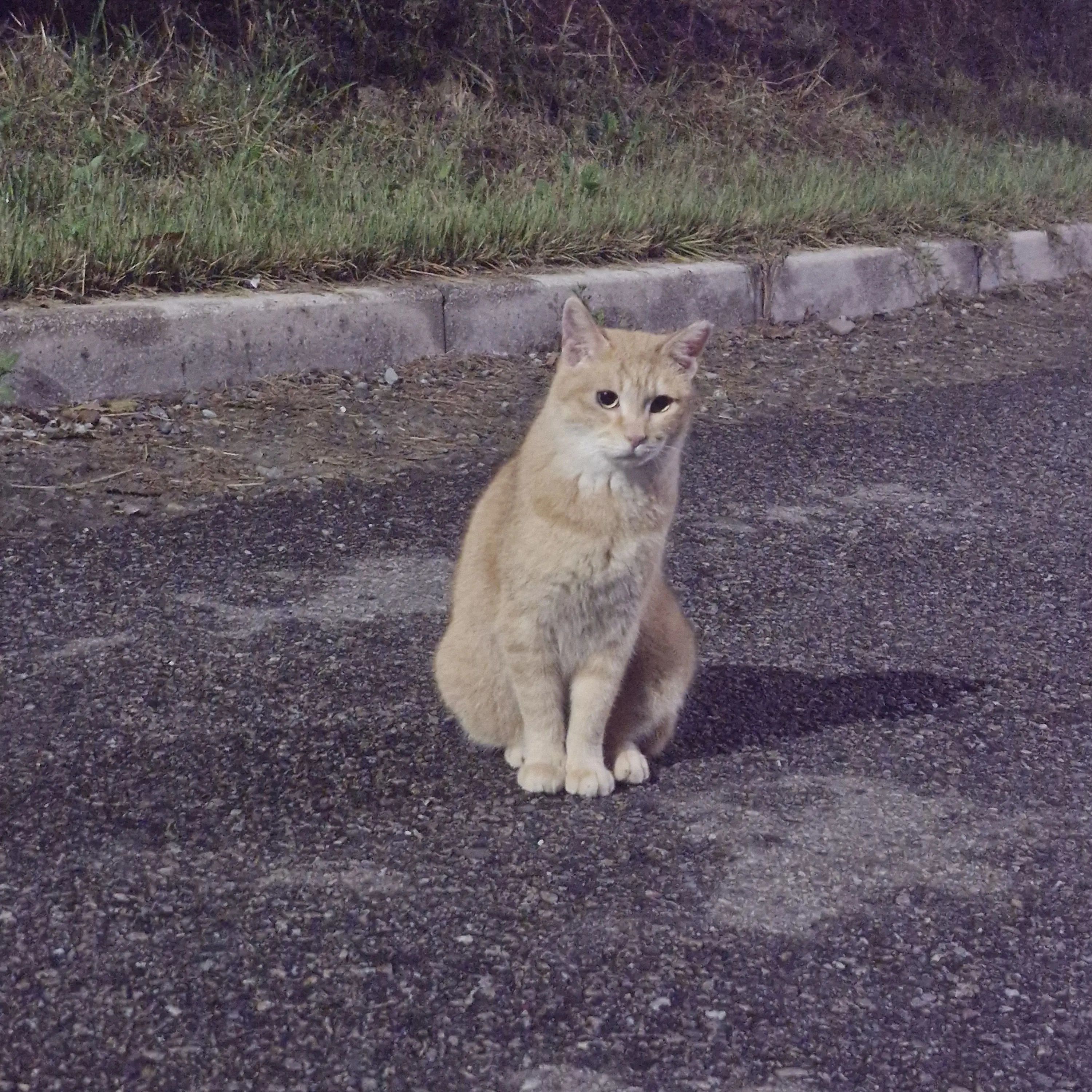 GustySalty2276의 실험체 구원일지