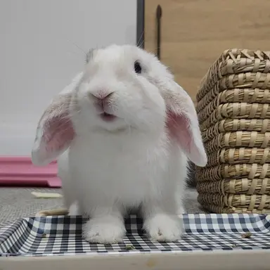 Profile image of 멜로우