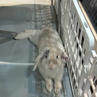 Profile image of 준브