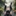 Skunk Girl