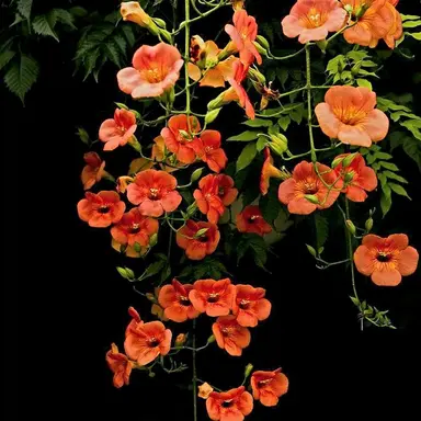 Profile image of 감제이 하루토