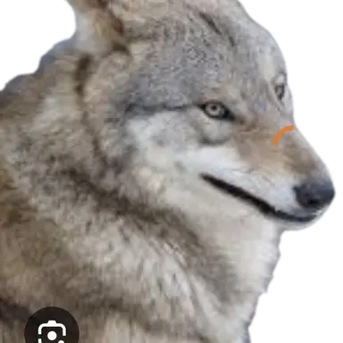 Profile image of 늑대