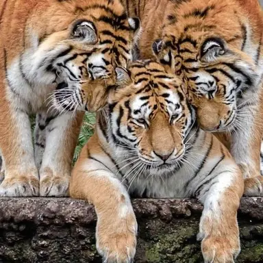 Profile image of Tiger triplets