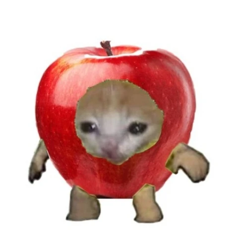 해피캣