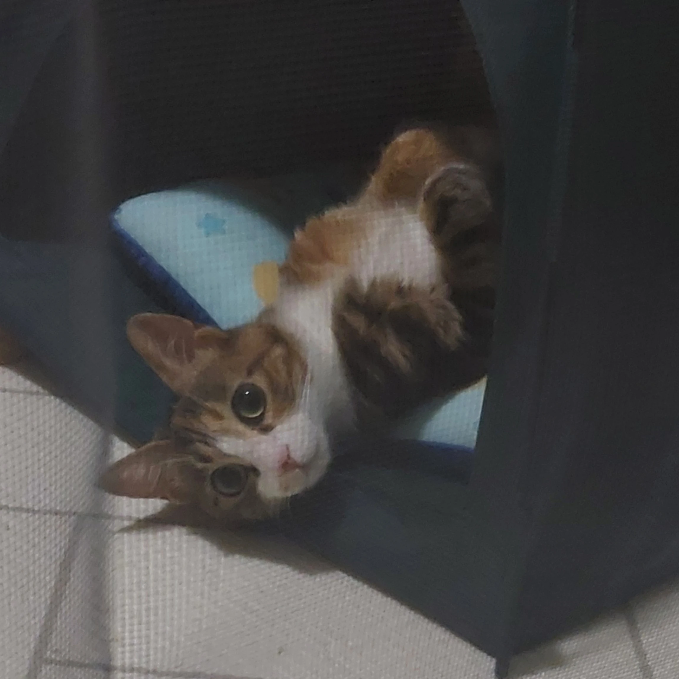 뜰팁 학교