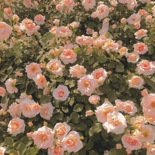 Ddikong123의 Q . 사랑이 뭐예요 - ?