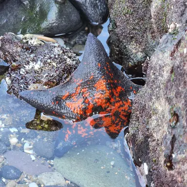 Profile image of 여우