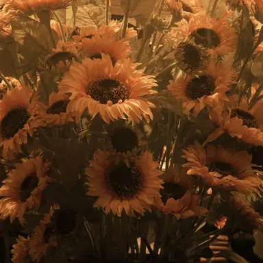 Profile image of 쪼만