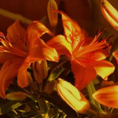 Profile image of 코마