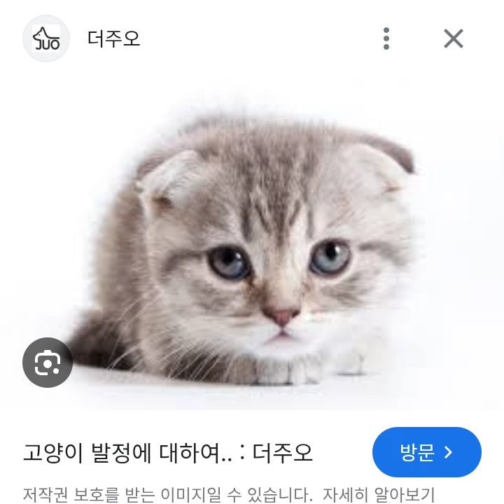고양이수인