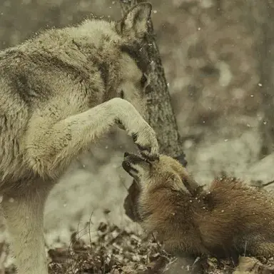 Profile image of Kael