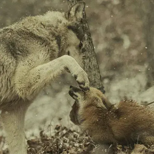 YellowOlive8601의 Kael ll wolf x fox